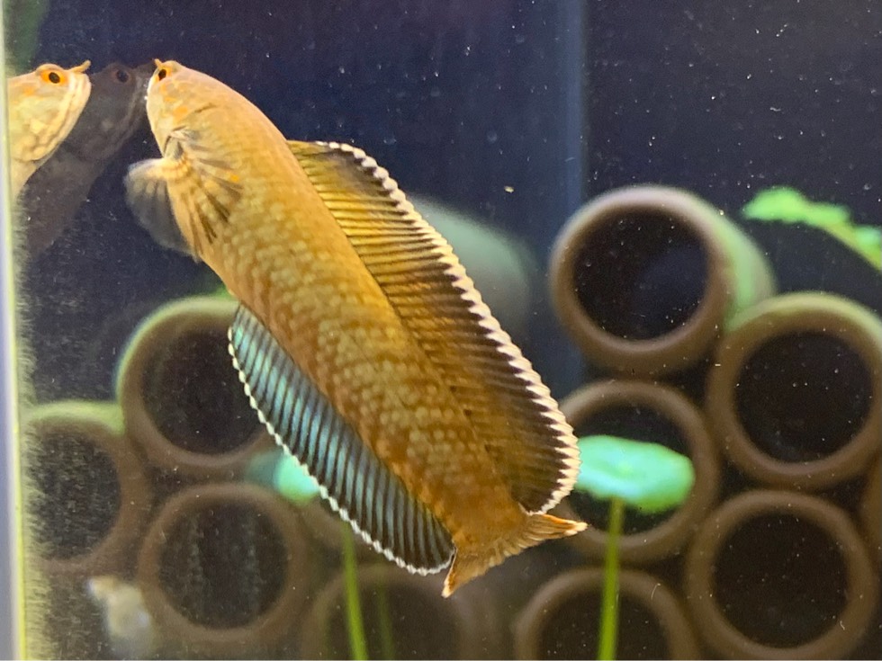 斗鱼苹果版斗鱼tv旧版本apk下载