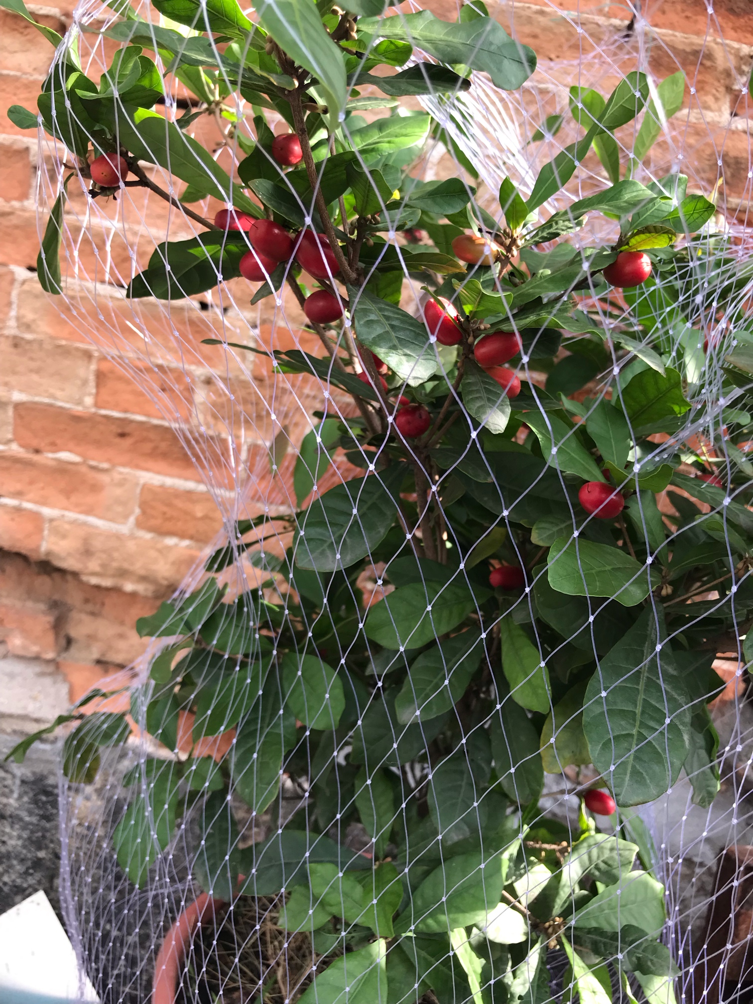 花开appp苹果版何讯app苹果手机下载
