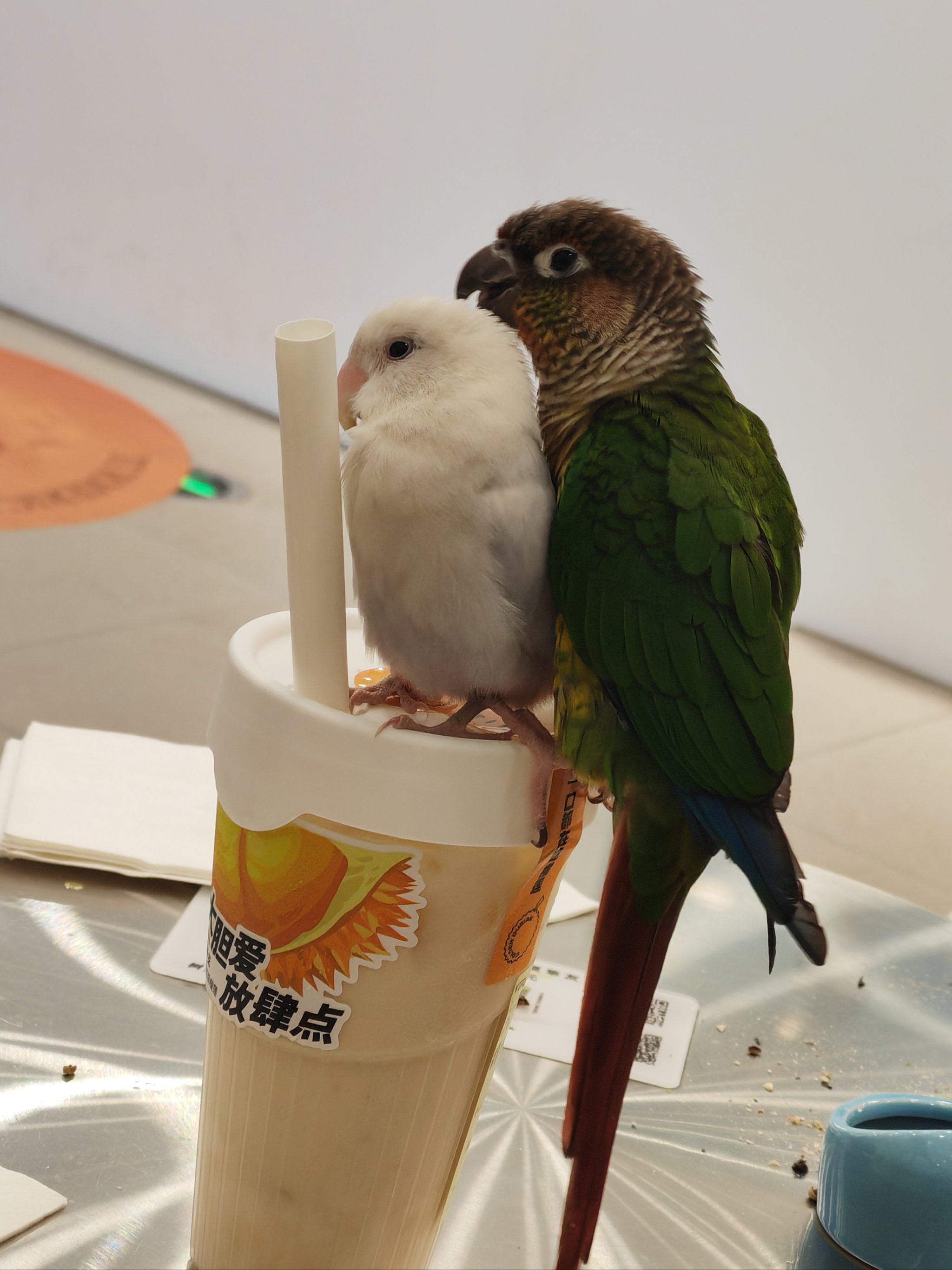 鸟抱抱安卓版Birdy非官方免费下载-第2张图片-太平洋在线下载