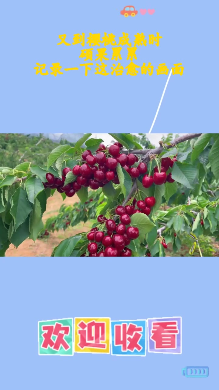 樱桃bt手机版下bt下载app安卓版下载-第2张图片-太平洋在线下载